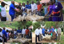 Kitui Steps Up Breed Improvement with Galla Bucks Distribution