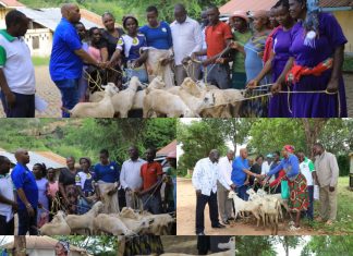 Kitui Steps Up Breed Improvement with Galla Bucks Distribution